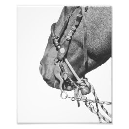 8x10 Print - Colt in the Two-Rein フォトプリント