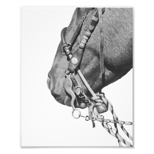 8x10 Print - Colt in the Two-Rein フォトプリント (正面)