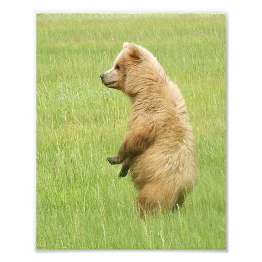 8x10 Satin photo of grizzly bear cub フォトプリント (正面)