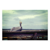 8x12写真 – "Chillin' Pelican" St. Augustine, FL フォトプリント (正面)