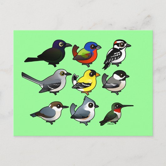 9南東USAバックヤードバード ポストカード (正面)