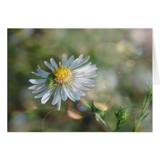 9月の雑草(《写真》ぼけ味) (正面横)