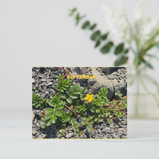 9月はがき ポストカード (スタンド正面)