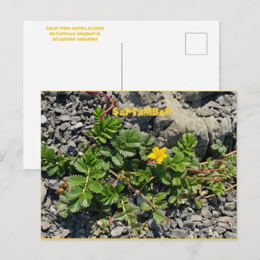 9月はがき ポストカード (正面/裏面)