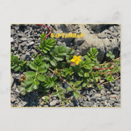 9月はがき ポストカード