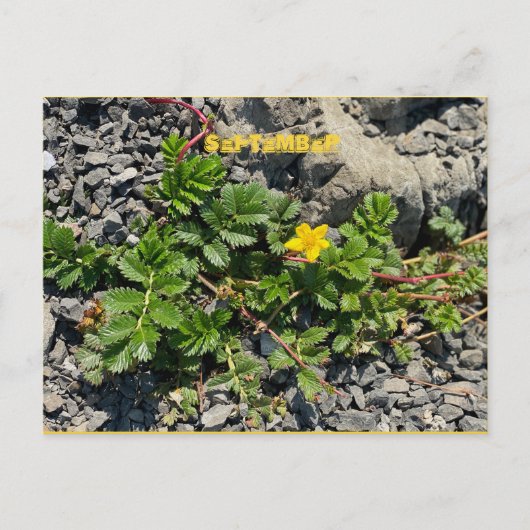 9月はがき ポストカード (正面)