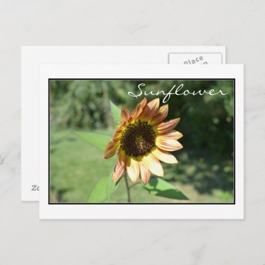 9月ひまわりポストカード ポストカード (正面/裏面)