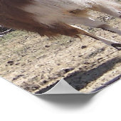 9月ラマ・クローズアップ ポスター (角)