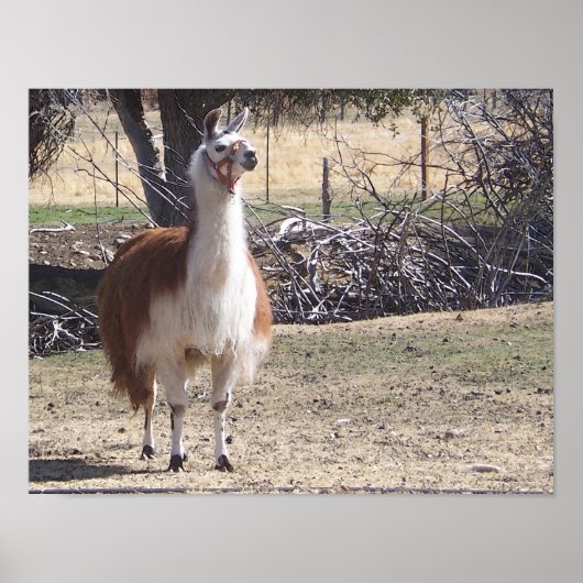 9月ラマ・クローズアップ ポスター (正面)