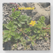 9月 ストーンコースター (正面)