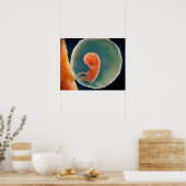 9週間の胎児の発生 ポスター (キッチン)