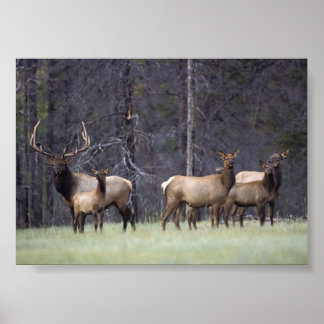 Aとそのハーレム ポスター