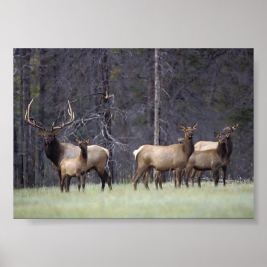 Aとそのハーレム ポスター (正面)