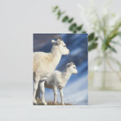 aのdallヒツジ、Ovisのdalli、雌ヒツジおよび子ヒツジ ポストカード (スタンド正面)