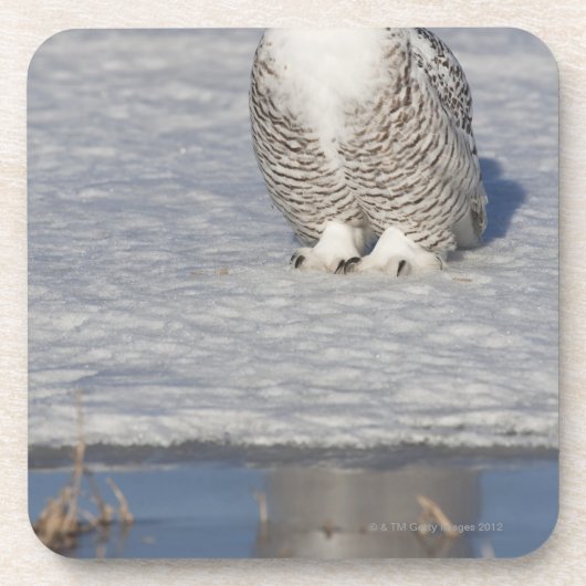 aを作成する近い水を立てているSnowyのフクロウ コースター (正面)