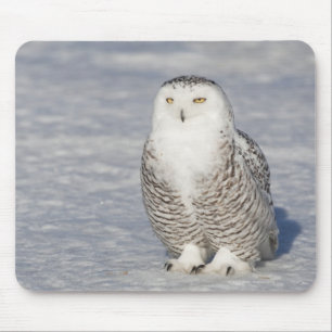 aを作成する近い水を立てているSnowyのフクロウ マウスパッド