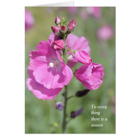 Aシーズンアンドタイム葵すべての行事 (正面)