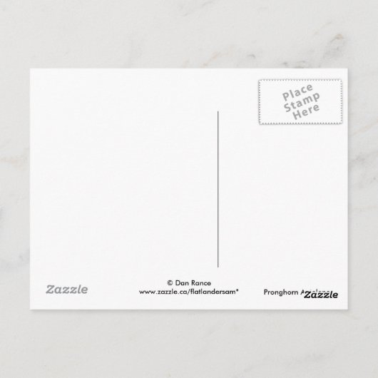 A11プロンコーンアンテロープバック放牧 ポストカード (裏面)