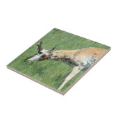 A11 プラングホーンが草を食べている タイル (側面)