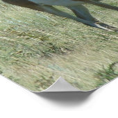 A13 Pronghorn Antelope Buck ポスター (角)