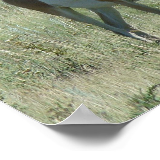 A13 Pronghorn Antelope Buck ポスター (角)