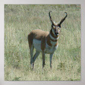 A13 Pronghorn Antelope Buck ポスター (正面)