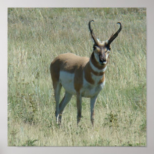 A13 Pronghorn Antelope Buck ポスター