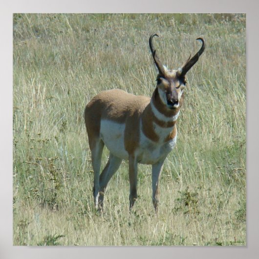 A13 Pronghorn Antelope Buck ポスター (正面)