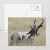 A14プロングルアンテロープサンシャインバック ポストカード (正面/裏面)