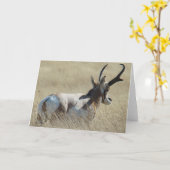 A14 Pronghornのカモシカの日光の木びき台 カード (黄色い花)