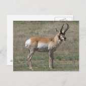 A15プロンコーンアンテロープ粗野バック ポストカード (正面/裏面)