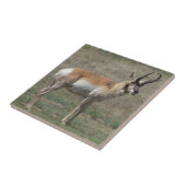 A15回色のアンテロープの粗いバック タイル (側面)