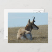 A16プロンコーンアンテロープ昼寝 ポストカード (正面/裏面)