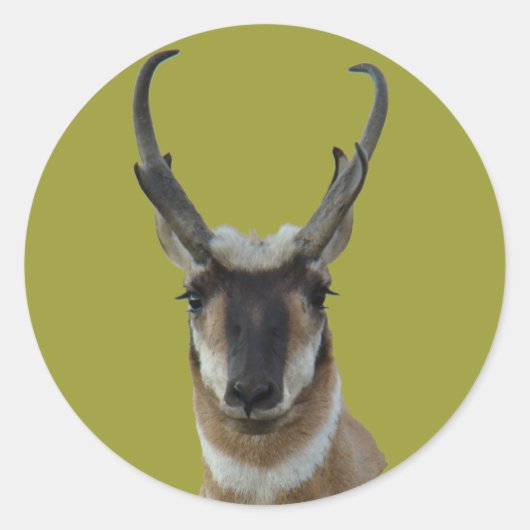 A19プロンコーンアンテロープ暗い顔バックヘッドショット ラウンドシール (正面)