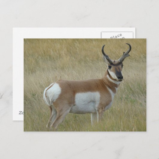 A1 Pronghornのカモシカの大金 ポストカード (正面/裏面)