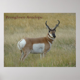 A1 Pronghorn Antelope Big Buck ポスター