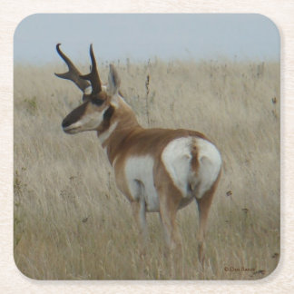 A22 Pronghorn Antelope Buck スクエアペーパーコースター