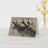 A23プロングホーンアンテロープヤングバックスヘッドショット カード (黄色い花)