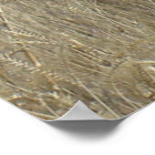 A23プロンコーンアンテロープ若いバックスのヘッドショット ポスター (角)