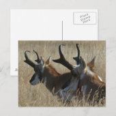 A23プロンコーンアンテロープ若いバックスのヘッドショット ポストカード (正面/裏面)