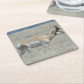 A23若いプロンコーンアンテロープ スクエアペーパーコースター (アングル)