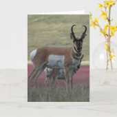 A24プロングホーンアンテロープバック カード (黄色い花)