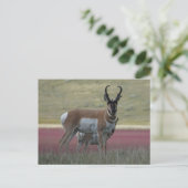 A24プロングルアンテロープ ポストカード (スタンド正面)