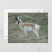 A26プロングルアンテロープバック ポストカード (正面/裏面)