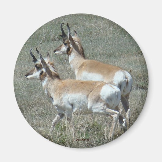 A27プロンコーンアンテロープ若いバックス マグネット (正面)