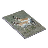 A27 コブ鹿の若いオス ノートブック (右側)