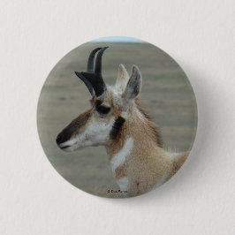 A29 Pronghornのカモシカのヤングバックの頭部のプロフィール 缶バッジ