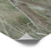 A32プロングルアンテロープバック ポスター (角)