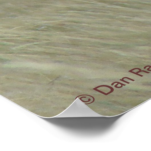 A33プロンコーンアンテロープ曲がった角 ポスター (角)