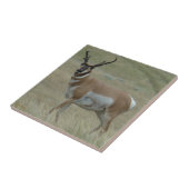 A33 プロンゴーンオカヨン 曲がった角 タイル (側面)